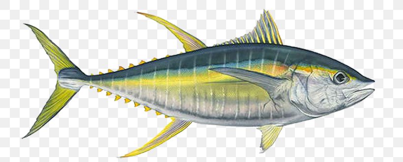 Mackerel Bigeye Tuna Yellowfin Tuna Albacore Fishing, PNG, 765x330px ...