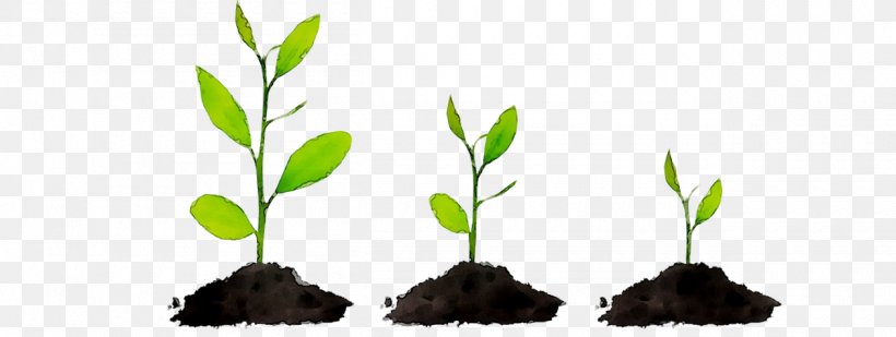 The Power Of Habit Life Plant Stem Plants, PNG, 1260x476px, Power Of Habit, Aquarium Decor, Botany, Flower, Flowering Plant Download Free
