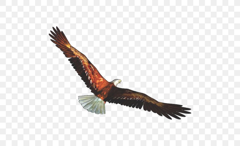 Bald Eagle Bird Clip Art, PNG, 500x500px, Bald Eagle, Accipitridae, Accipitriformes, Beak, Bird Download Free