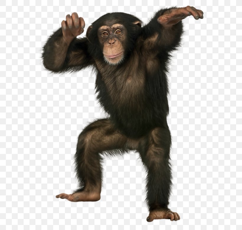 Common Chimpanzee Bonobo Monkey Ape Bornean Orangutan, PNG, 600x777px, Crab Eating Macaque, Ape, Baboons, Bonobo, Bornean Orangutan Download Free