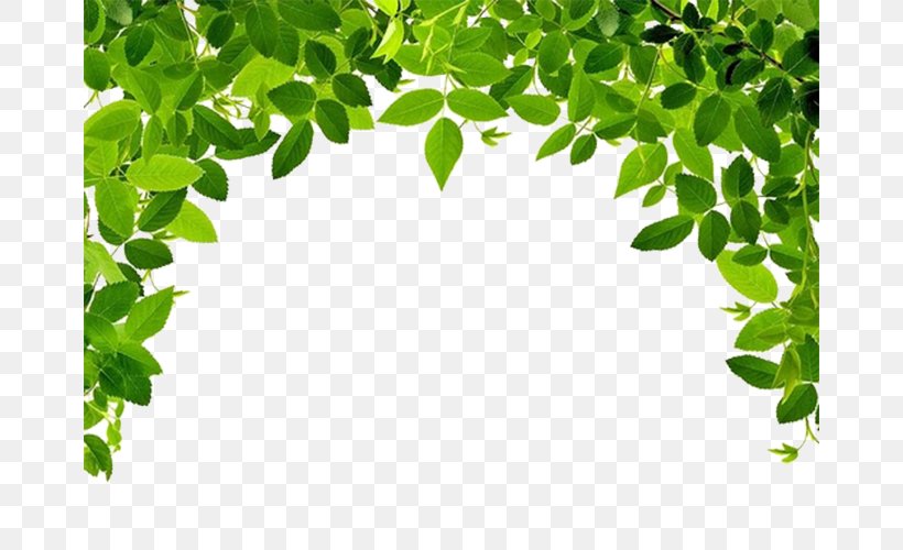 Leaf Fruit Tree Stock.xchng Stock Photography, PNG, 668x500px, Leaf, Arecaceae, Banana Leaf, Branch, Fruit Download Free