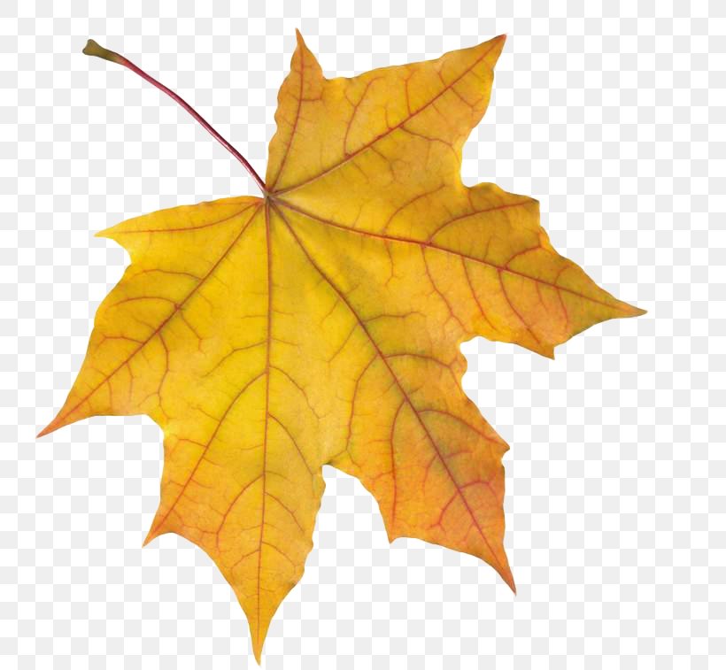 Clip Art Image Desktop Wallpaper Autumn Leaf Color, PNG, 756x757px, Autumn Leaf Color, Autumn, Image File Formats, Leaf, Maple Download Free