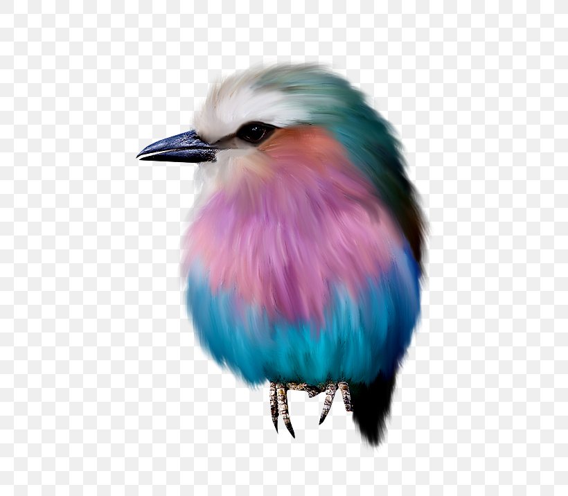 Bird Drawing Animation, PNG, 544x716px, Bird, Animation, Beak, Blue, Coraciiformes Download Free