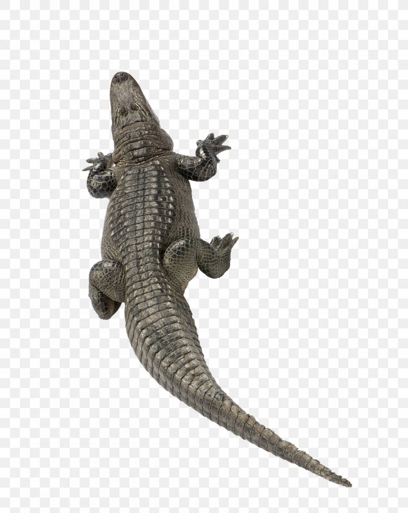 Nile Crocodile American Alligator Turtle, PNG, 1100x1384px, Crocodile, Alligator, American Alligator, Animal, Caiman Download Free