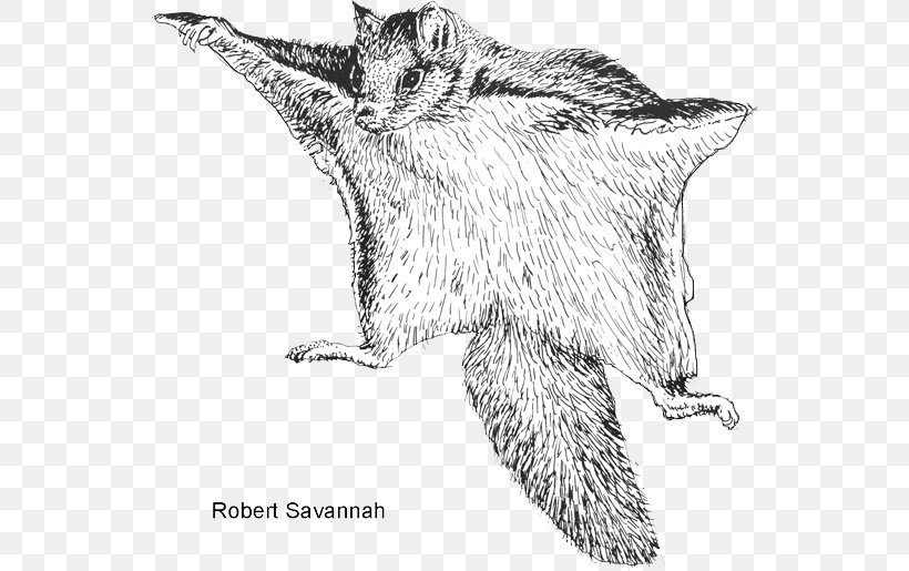 Northern Flying Squirrel Rodent Bat, PNG, 560x515px, Squirrel, Animal, Bat, Black And White, Carnivoran Download Free