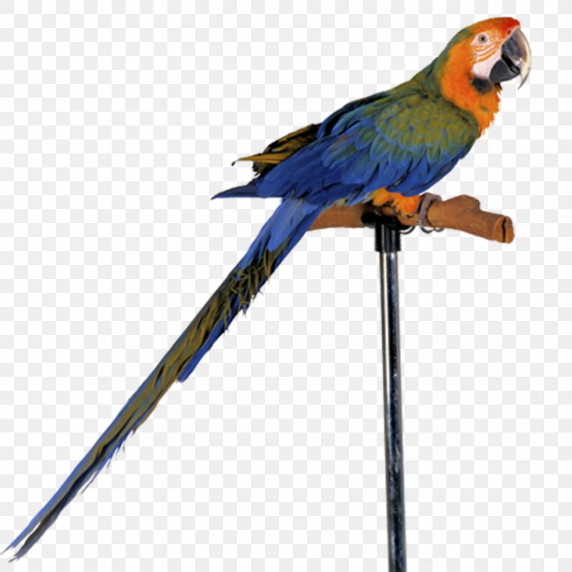 Parrot Vertebrate Bird Clip Art, PNG, 980x980px, Parrot, Amazon Parrot, Animal, Beak, Bird Download Free