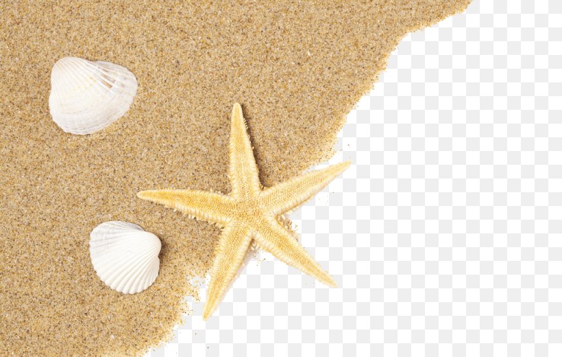 Shell Beach Seashell Sand, PNG, 1024x650px, Beach, Beige, Fukei, Invertebrate, Photography Download Free
