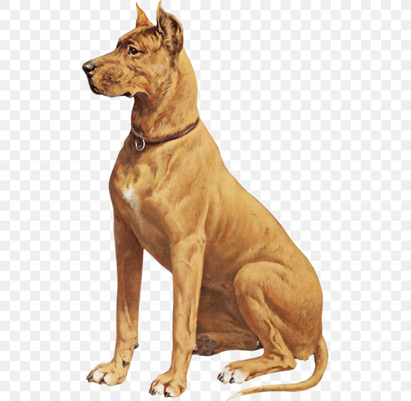 Ancient Dog Breeds Pharaoh Hound Rhodesian Ridgeback Wolfdog, PNG, 492x800px, Dog Breed, Ancient Dog Breeds, Animal, Breed, Carnivoran Download Free