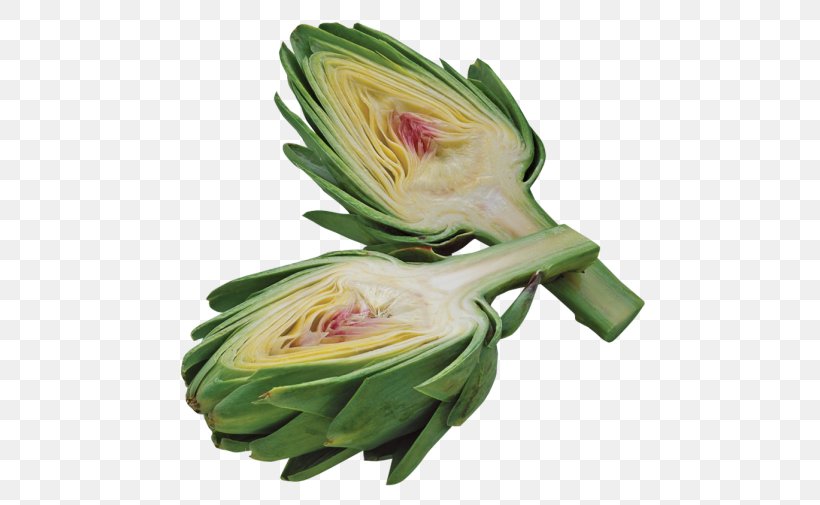 Artichoke Food Kohlrabi, PNG, 500x505px, Artichoke, Austral Pacific Energy Png Limited, Brussels Sprout, Bud, Cabbage Download Free