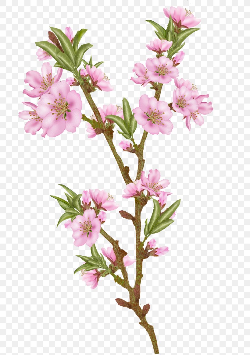 Blossom Almond Flower Clip Art Image, PNG, 759x1166px, Blossom, Almond, Branch, Centerblog, Cherry Blossom Download Free