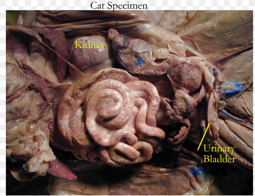 Cat Dissection Felidae Gastrointestinal Tract Cat Anatomy, PNG, 1300x1000px, Watercolor, Cartoon, Flower, Frame, Heart Download Free