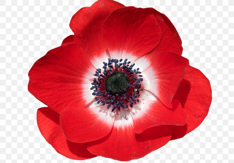 Common Poppy Flower In Flanders Fields Remembrance Poppy, PNG, 671x572px, Common Poppy, Anemone, Anemone Coronaria, Annual Plant, Armistice Day Download Free