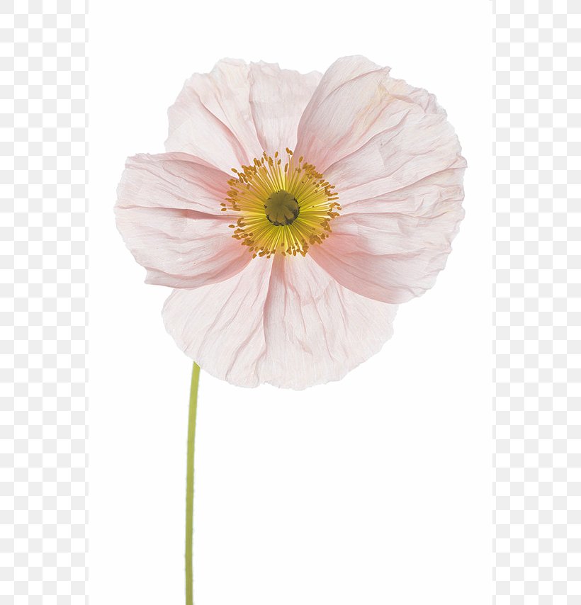 Flower Floral Design Photography Poppy Photographer, PNG, 570x854px, Flower, Art, Cut Flowers, Daisy Family, Fineart Photography Download Free