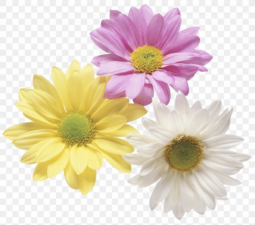 Flower Gift Clip Art, PNG, 2888x2556px, Flower, Anniversary, Annual Plant, Aster, Birthday Download Free