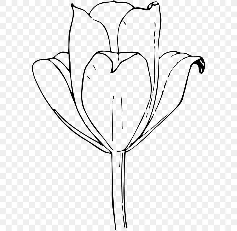 Tulip Drawing Flower Clip Art, PNG, 600x800px, Watercolor, Cartoon, Flower, Frame, Heart Download Free