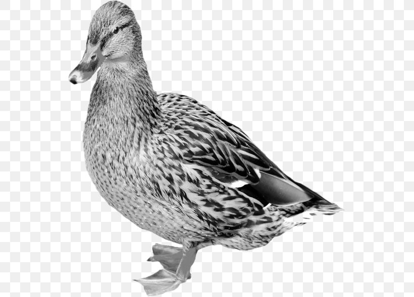 Mallard Goose Duck Bird Photography, PNG, 549x589px, Mallard, Beak, Bird, Black And White, Coloring Book Download Free