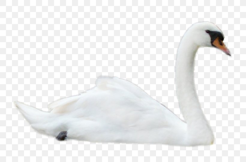 Mute Swan Goose Black Swan Bird Image, PNG, 800x539px, Mute Swan, Beak, Bird, Black Swan, Blacknecked Swan Download Free