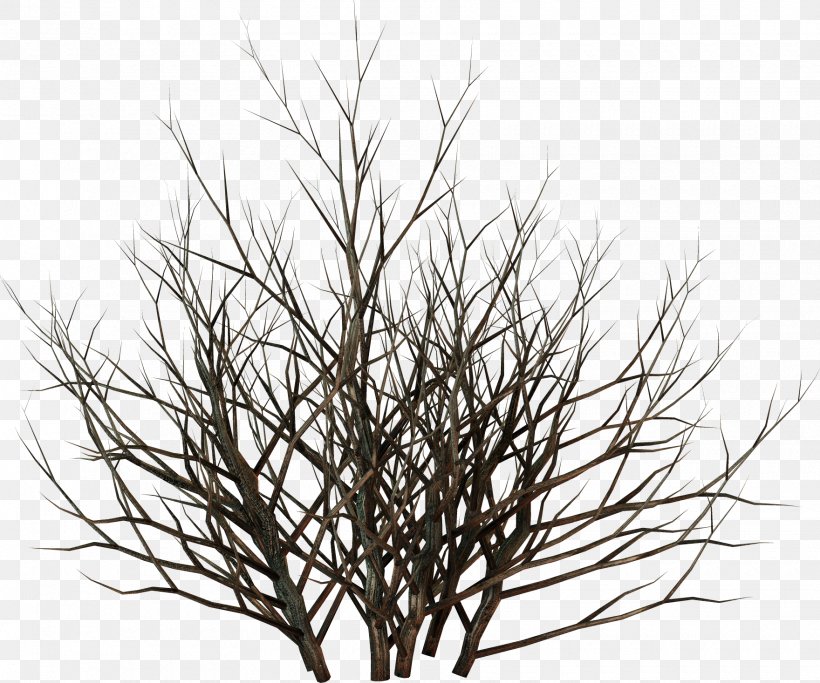 Twig Tree Branch Shrub, PNG, 1760x1467px, Twig, American Larch, Aquarium Decor, Branch, Digital Image Download Free