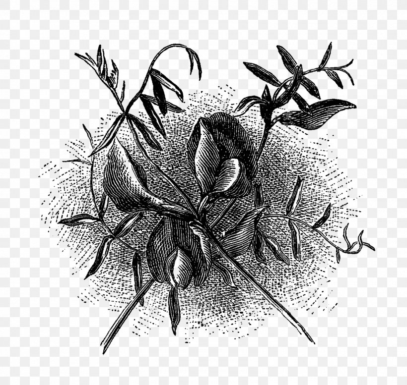 Wildflower Drawing, PNG, 1600x1517px, Flower, Black And White, Botanical Illustration, Branch, Drawing Download Free