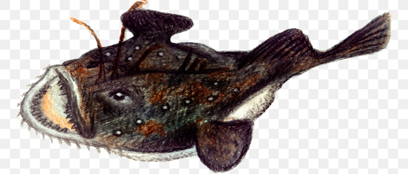 Anglerfish Anglerfish Norway Atlantic Cod, PNG, 757x351px, Fish, Angler, Anglerfish, Angling, Animal Download Free