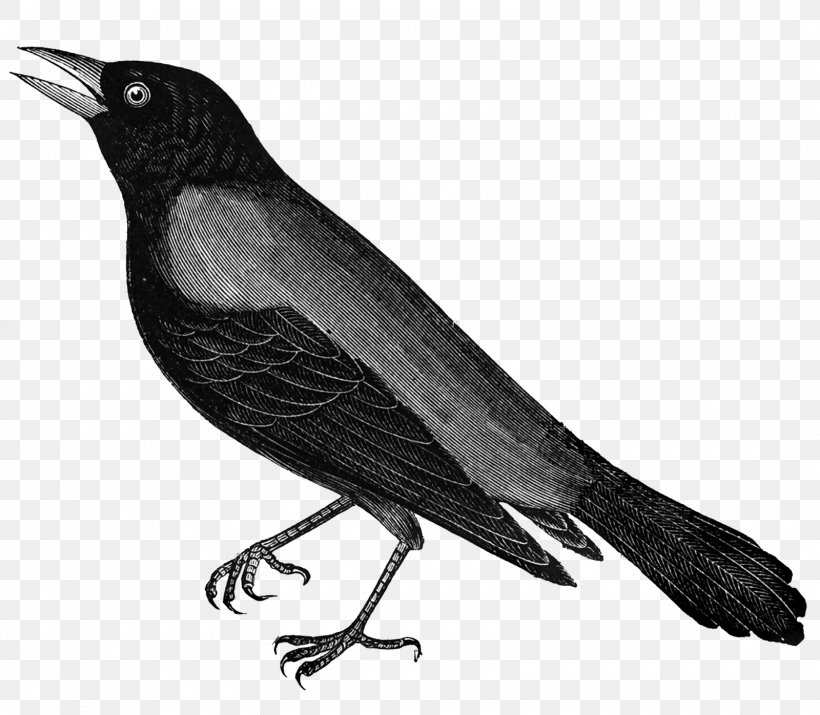 Crows Royalty-free Clip Art, PNG, 1600x1396px, Crows, American Crow, Art, Artist Trading Cards, Beak Download Free