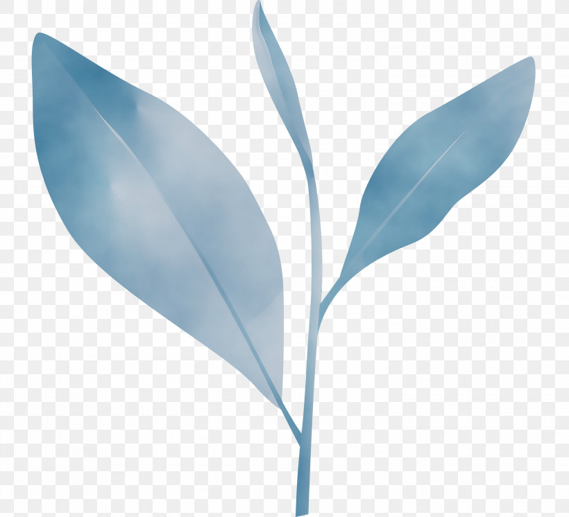 Feather, PNG, 3000x2732px, Tea Leaves, Blue, Eucalyptus, Feather, Flower Download Free