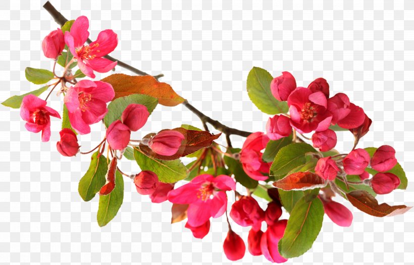 Flower, PNG, 4809x3082px, Flower, Blossom, Branch, Cherry Blossom, Floral Design Download Free