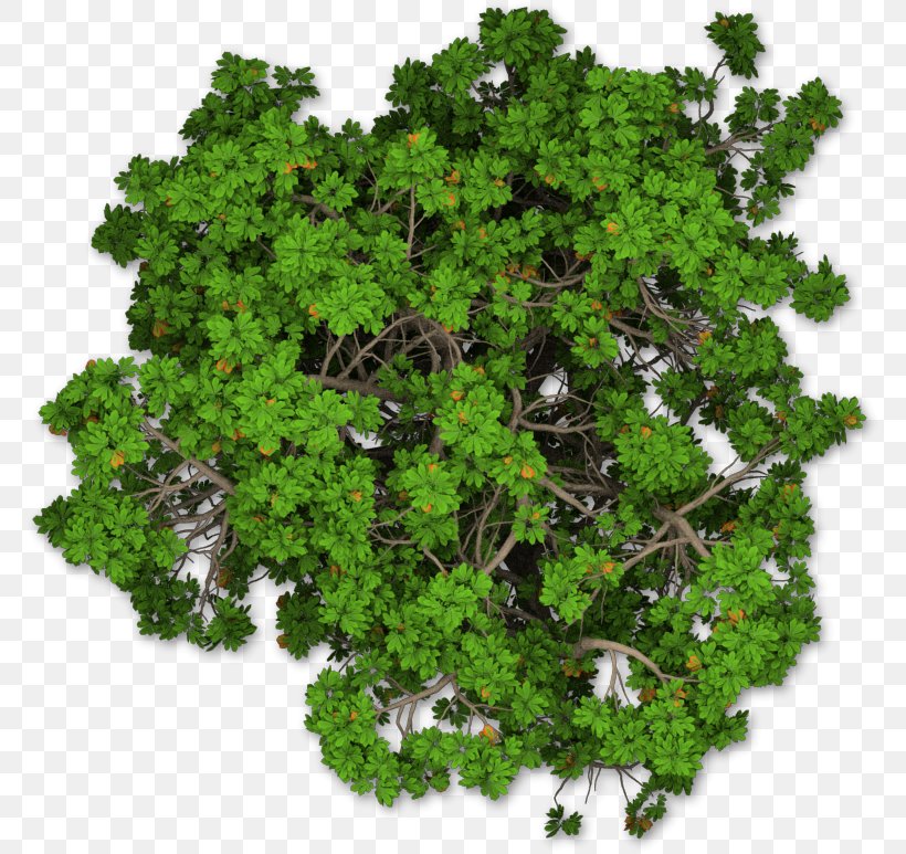 Mediterranean Cypress Tree Shrub Pine, PNG, 776x773px, Mediterranean Cypress, Cupressus, Google Search, Grass, Herb Download Free