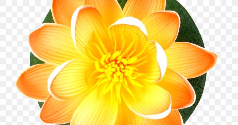 Orange Lily Clip Art Image, PNG, 1200x630px, Orange, Annual Plant, Botany, Calla Lily, Dahlia Download Free