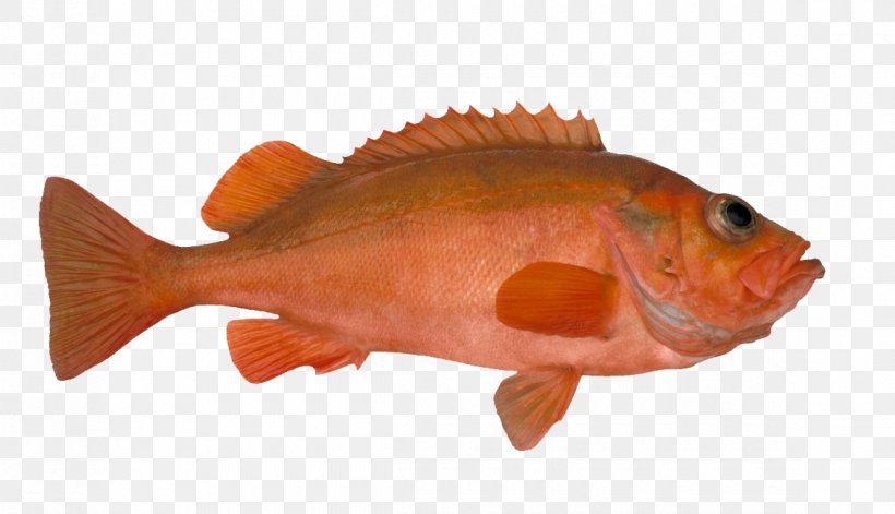 Rose Fish Seafood Deepwater Redfish Pollack, PNG, 1160x667px, Rose Fish, Bony Fish, Cod, Fauna, Feeder Fish Download Free