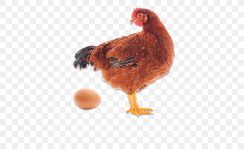 Wyandotte Chicken Quail Egg Hen Galliformes, PNG, 500x500px, Wyandotte Chicken, Barbecue Chicken, Beak, Bird, Breed Download Free