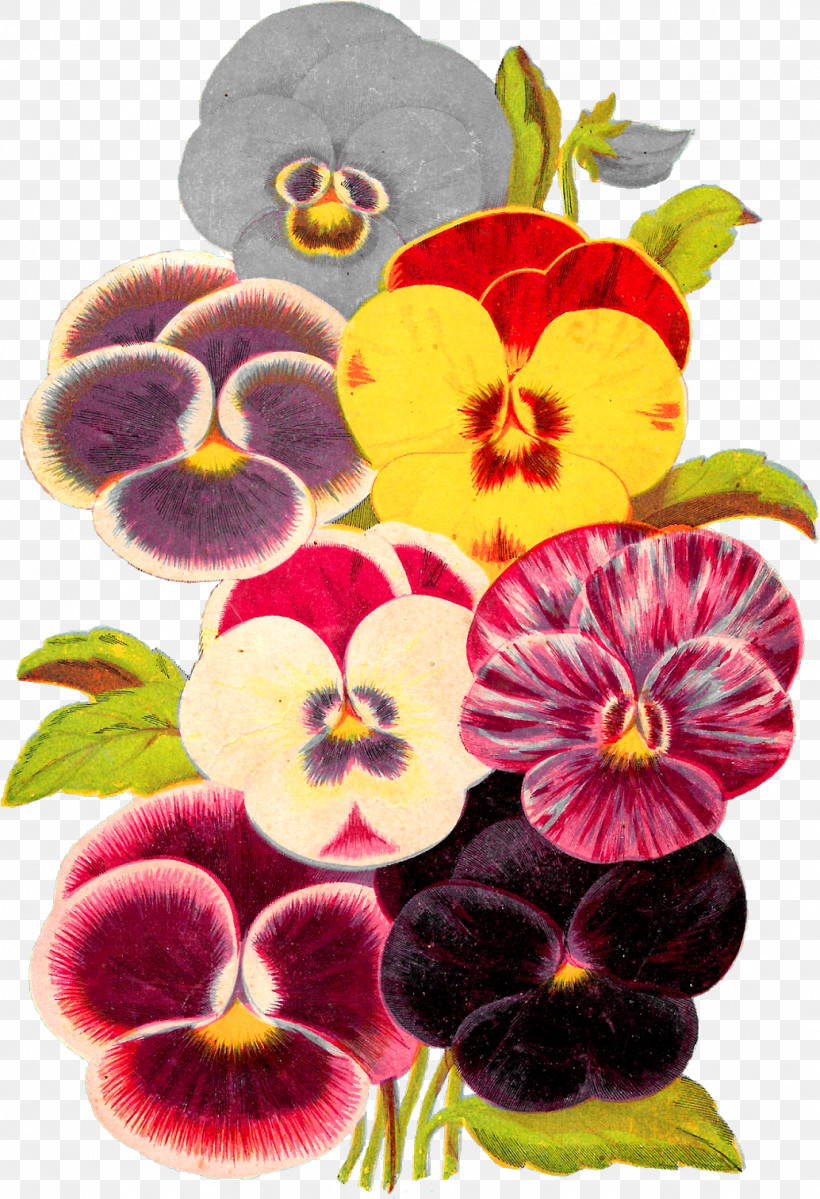Flower Wild Pansy Pansy Plant Petal, PNG, 1034x1512px, Flower, Moth Orchid, Pansy, Petal, Plant Download Free