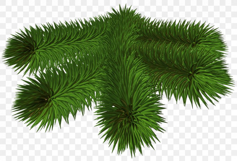 Pine Spruce Fir Clip Art, PNG, 825x562px, Pine, Branch, Christmas, Christmas Ornament, Christmas Tree Download Free
