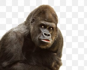 Gorilla File - Pixabay Royalty-free Unsplash PNG