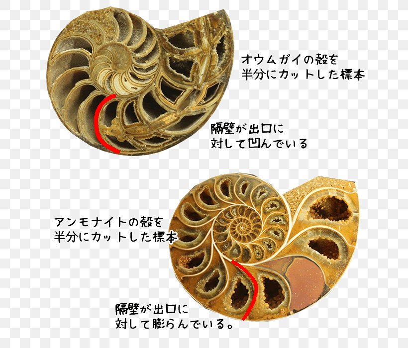 Ammonites Nautilidae Fossil Pleuroceras Spinatum Paleozoic, PNG, 650x700px, Ammonites, Brass, Cephalopod, Fossil, Jurassic Download Free
