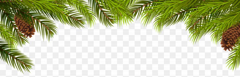 Arecaceae Pine Branch Leaf Evergreen, PNG, 8000x2583px, Branch, Arecales, Christmas, Christmas Tree, Conifer Cone Download Free