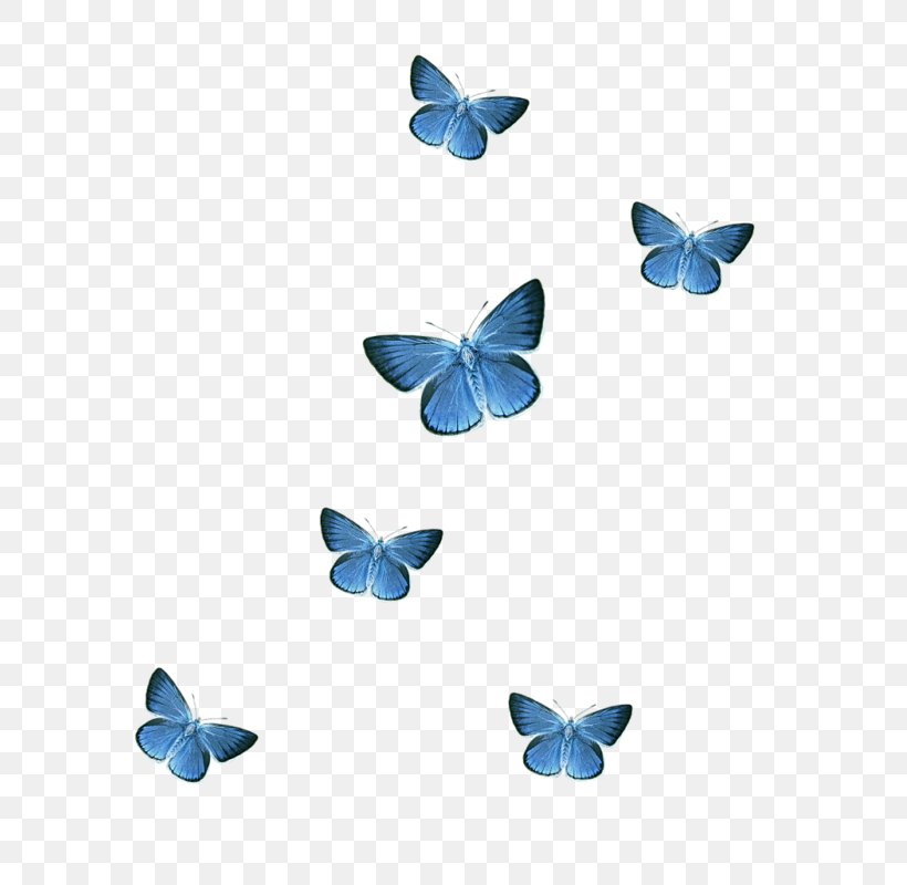 Butterfly Icon, PNG, 800x800px, Butterfly, Blue, Blue Butterfly, Data, Data Compression Download Free