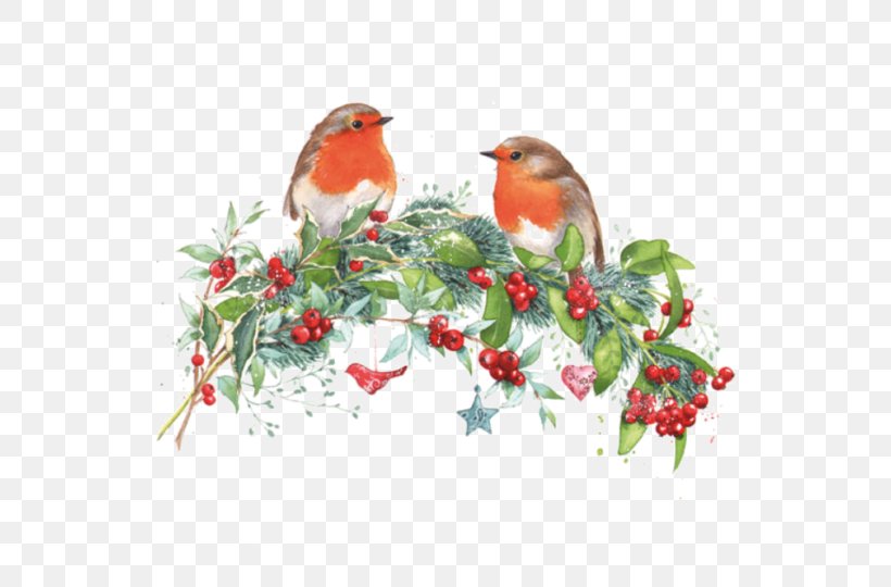 Christmas Robin Drawing Pin, PNG, 600x540px, Christmas, Aquifoliaceae, Beak, Bird, Branch Download Free