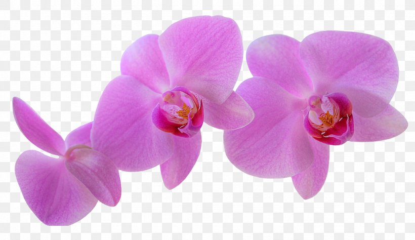 Dendrobium Orchids Cooktown Orchid Flower Clip Art, PNG, 1024x593px, Orchids, Cattleya, Cattleya Orchids, Cooktown Orchid, Dendrobium Download Free