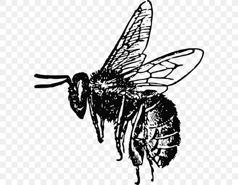 European Dark Bee Insect Clip Art, PNG, 586x640px, European Dark Bee, Arthropod, Artwork, Bee, Black And White Download Free