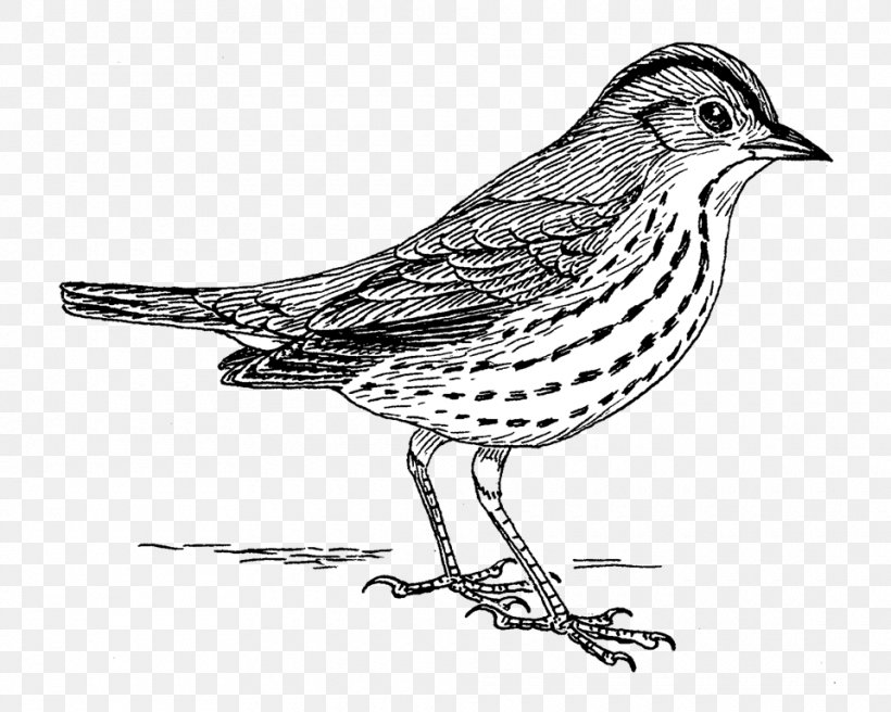 Finches Drawing Line Art American Sparrows, PNG, 960x768px, Finches, American Sparrows, Art, Artwork, Beak Download Free