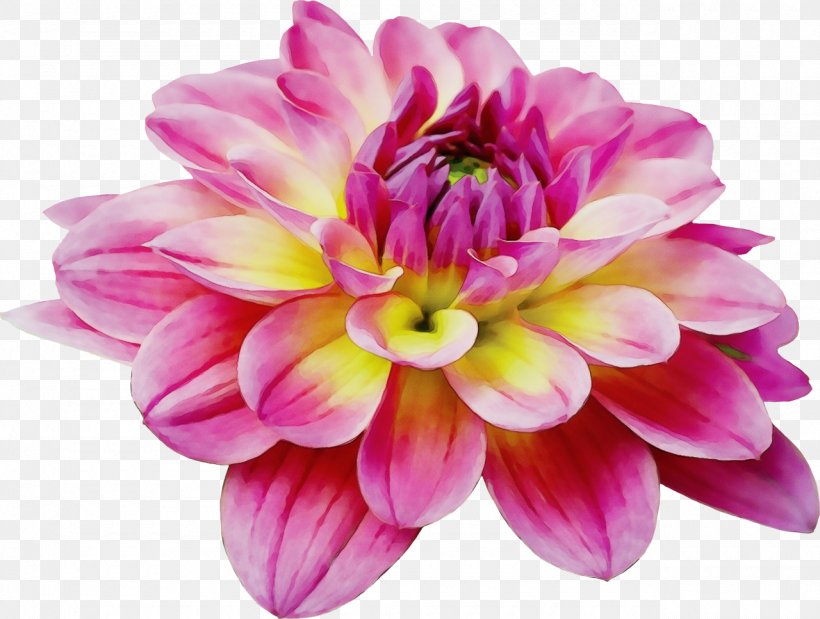 Flower Flowering Plant Petal Pink Plant, PNG, 1280x967px, Watercolor, Cut Flowers, Dahlia, Flower, Flowering Plant Download Free
