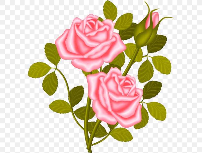 Rose Shrub Plant Clip Art, PNG, 596x623px, Rose, Blue Rose, Clivia, Clivia Miniata, Cut Flowers Download Free