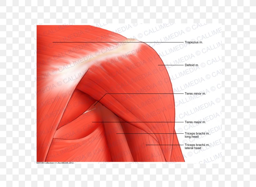 Shoulder Deltoid Muscle Human Anatomy, PNG, 600x600px, Shoulder, Anatomy, Arm, Coronal Plane, Deltoid Muscle Download Free