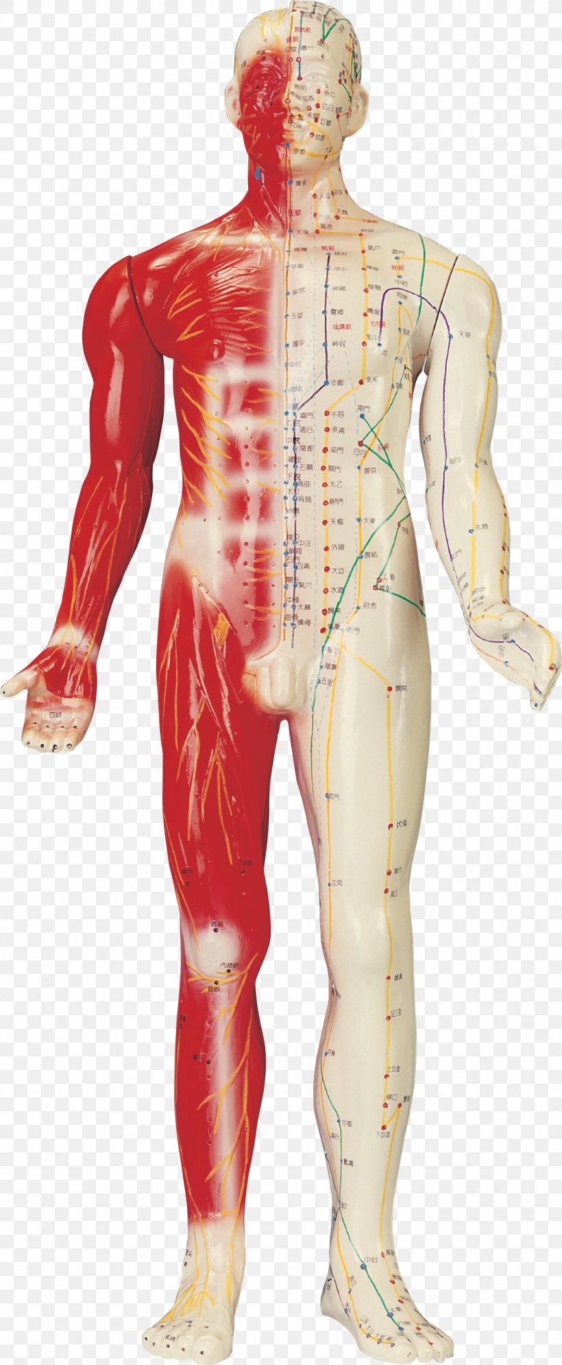 Akupunktiopiste Human Body Moxibustion Homo Sapiens, PNG, 1108x2689px, Watercolor, Cartoon, Flower, Frame, Heart Download Free