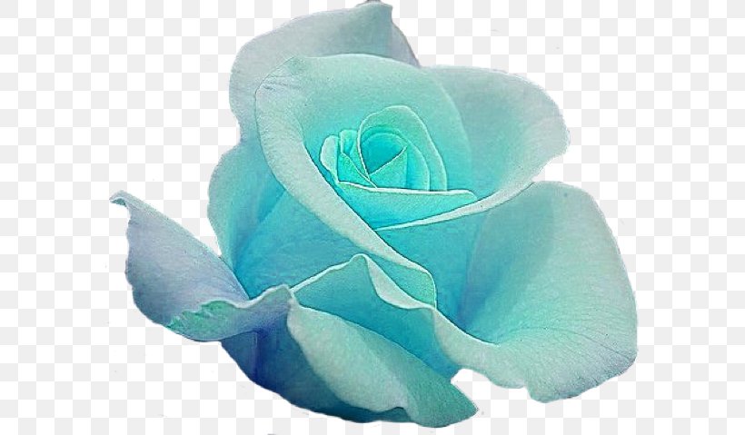 Blue Rose Garden Roses Cut Flowers, PNG, 588x479px, Blue Rose, Aqua, Blue, Cut Flowers, Desert Rose Download Free