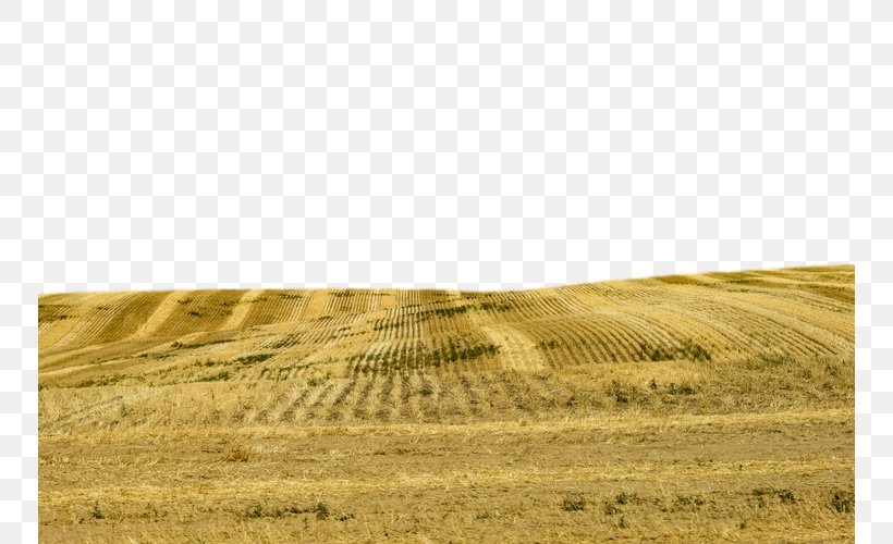 Field Grassland Natural Environment Grass Yellow, PNG, 750x500px, Field, Ecoregion, Grass, Grass Family, Grassland Download Free