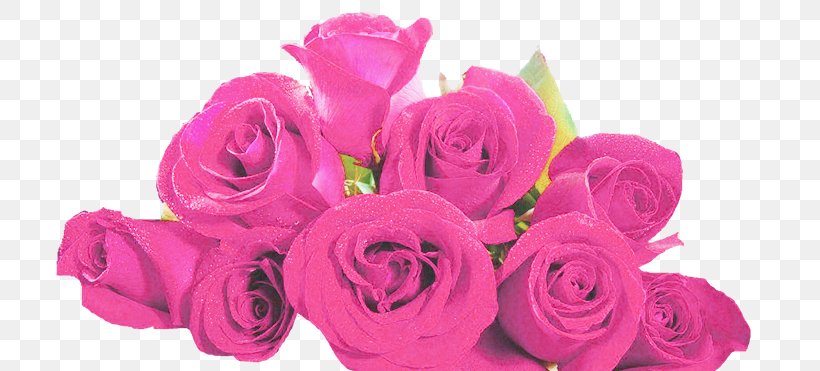 Garden Roses Cabbage Rose Cut Flowers Floral Design, PNG, 725x371px, Garden Roses, Artificial Flower, Cabbage Rose, Cut Flowers, Flipflops Download Free