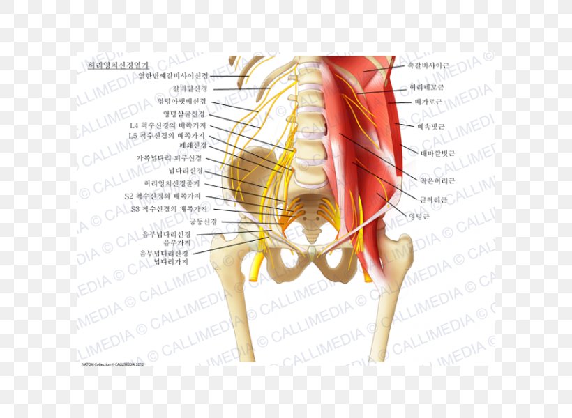 Ilioinguinal Nerve Sacral Plexus Lumbar Plexus Iliohypogastric Nerve, PNG, 600x600px, Watercolor, Cartoon, Flower, Frame, Heart Download Free