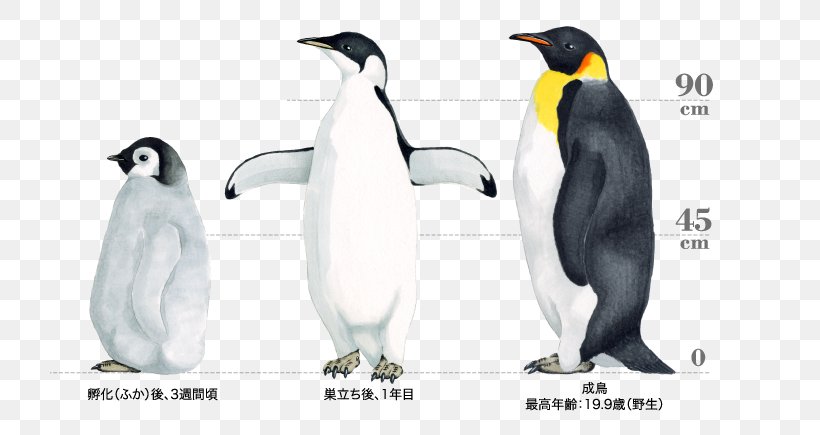 King Penguin The Emperor Penguin Bird, PNG, 720x435px, King Penguin, Animal Figure, Antarctic, Beak, Bird Download Free